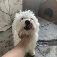 سگ پاکوتاه عروسکی