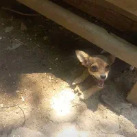 یک عدد سگ پاکوتاه