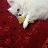 سگ پامر سفید
