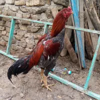 خروس طوس قرمز