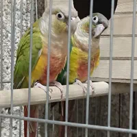 گرینچیک مولد