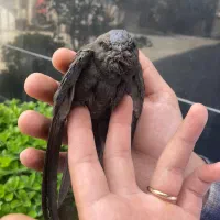 جوجه نامشخص