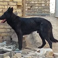 ژرمن بلک نر.|سگ|قزوین, |دیوار