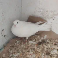 کبوتر پرشی