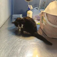 واگذاری گربه