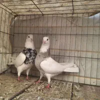 طوقی و رنگی|پرنده|اصفهان, بوستان ناژوان|دیوار