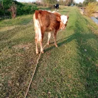 گاو لیشه|حیوانات مزرعه|صومعهسرا, |دیوار