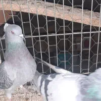 نروماده|پرنده|اردکان, |دیوار