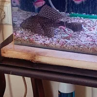 لجن خوار مامله با دوتا. سایز متوسط|ماهی|کرمان, |دیوار