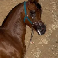 نریان عرب مصری ۲سر وارداتی (آماده ی سواری)