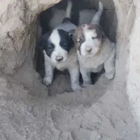 فروشی|سگ|آزادشهر, |دیوار