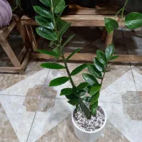 گلفروشی|گل و گیاه طبیعی|مشهد, رده|دیوار