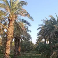 باغ نخل خرما در فهرج