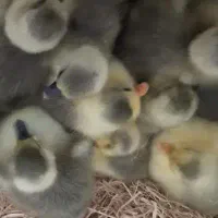 فروش عمده و تک بچه غاز و چوچه پاپری