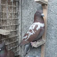 کفتر|پرنده|مشهد, کارمندان دوم|دیوار