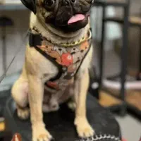 سگ پاگ|سگ|کرمان, |دیوار