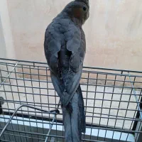 عروس هلندی نر
