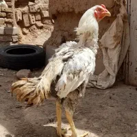 خروس لاری|پرنده|مشهد, ابوذر|دیوار