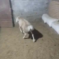 دوعددبره قوچی|حیوانات مزرعه|بوژگان, |دیوار