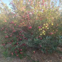 فروش باغ سیب به متراژ بیست من محلی