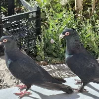 نر و ماده کلاغ گوک