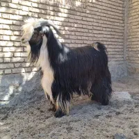 فروش چپش دبر.بعده|حیوانات مزرعه|لاران, |دیوار