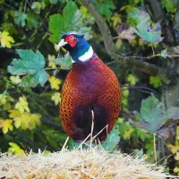 مرغ وخروس امریکایی|پرنده|بانه, |دیوار