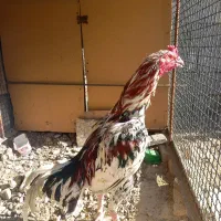 لاری|حیوانات مزرعه|ماهدشت, |دیوار