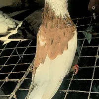 کفتر پرشی نیست درجهان دم سفید شازده زرد