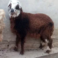 بره ماده|حیوانات مزرعه|هندیجان, |دیوار