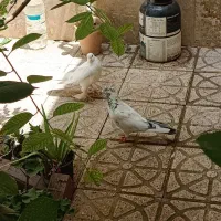 کبوتر