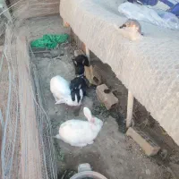 فروش فوری به دلیل کمبود جا