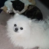 پامرین خرسیA