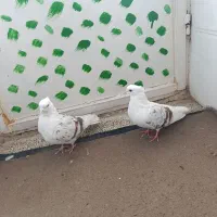 نر و ماده پلنگ عتیقه کفتر|پرنده|بروجرد, |دیوار