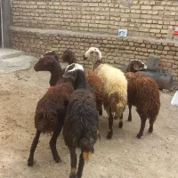 شیش عددبره ماده غزل افشار  خوشکل