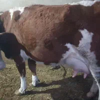 گاو شیری باکوساله نر