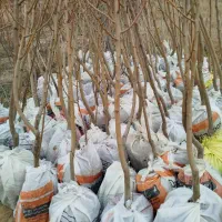 خریدنهال از تولید کننده|خدمات باغبانی و درختکاری|مشهد, یوسفیه (شهرک غرب)|دیوار