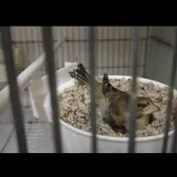سهره سبز های متولد قفس