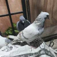 کفتر ماده پشت سبز سوسنی کاکلی پاصاف سبز کاکلی پاصا|پرنده|شیراز, نیستان|دیوار