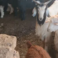 بزغاله 7نر 9ماده|حیوانات مزرعه|مشهد, شهید قربانی|دیوار