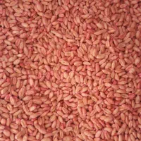 گندم پیشگام و اذر۲ بذری .جو سرارود|عمدهفروشی|ماهیدشت, |دیوار