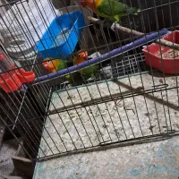 طوطی برزیلی