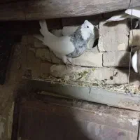 طوقی|پرنده|شراء, |دیوار