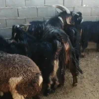 کهره .بره .چبش