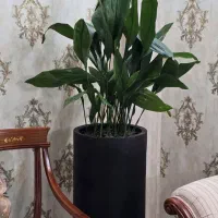 گیاه برگ عبایی سبز و ابلغ در همه سایز