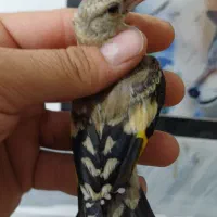 جوجه سهره سرد سیری 1500
