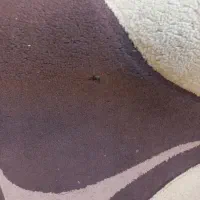 فرش|فرش|برخوار, |دیوار