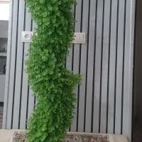 2عدد گل شمشاد