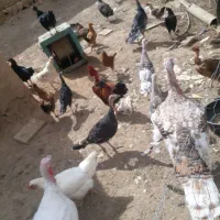 ۵ عدد بوقلمون متوسط رو به بالا|حیوانات مزرعه|قیدار, |دیوار