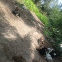خرگوش